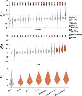 Gradients of O-information highlight synergy and redundancy in physiological applications